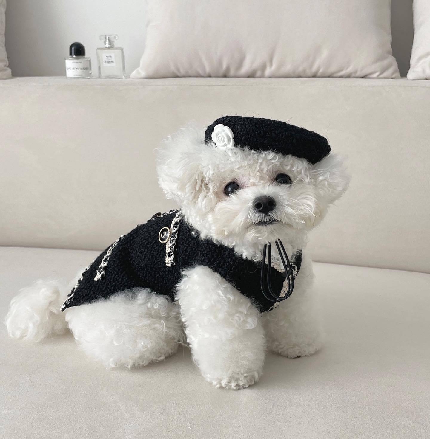Knitted Hat: Fashionable and Cozy for Your Pet