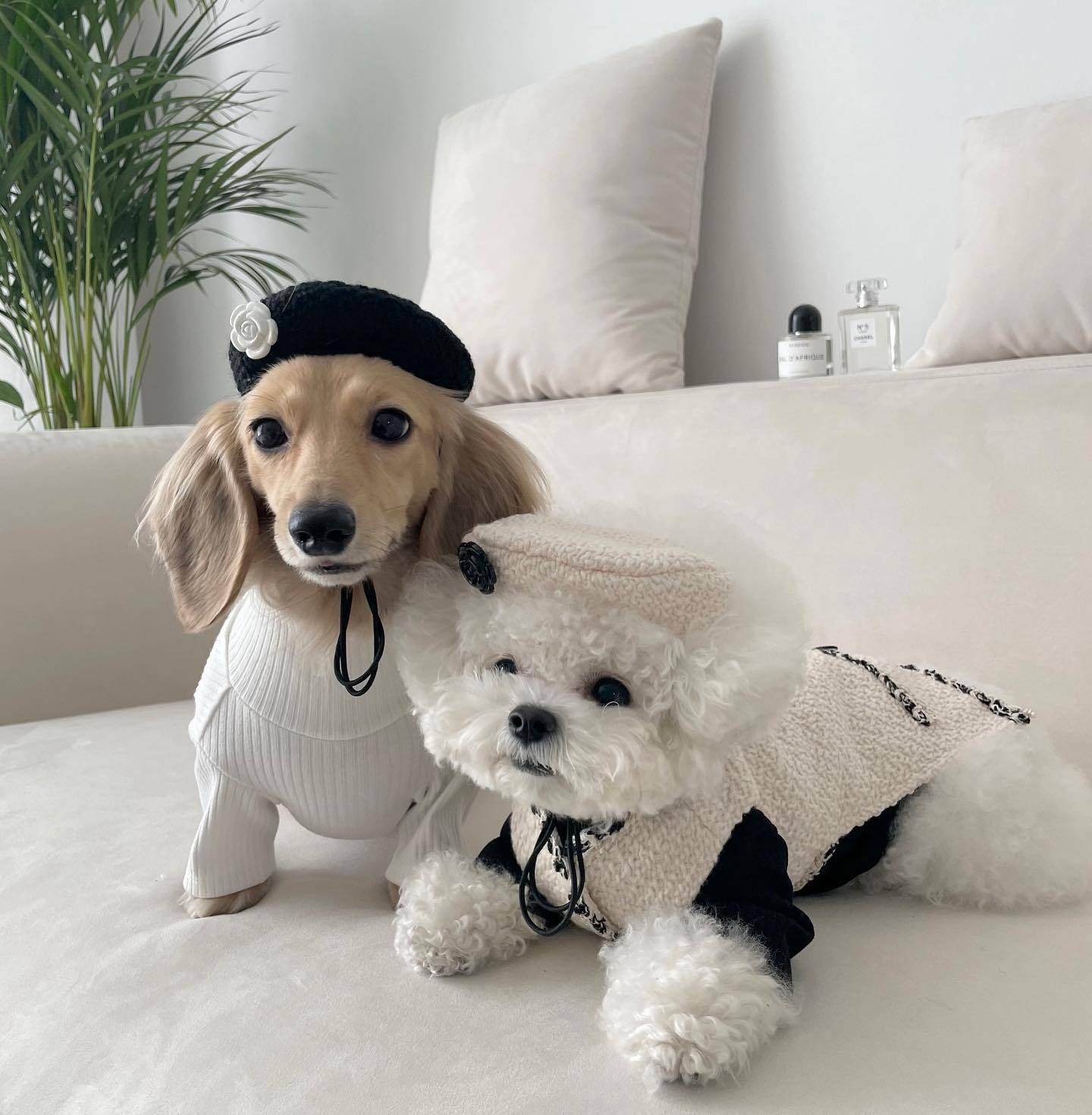 Knitted Hat: Fashionable and Cozy for Your Pet